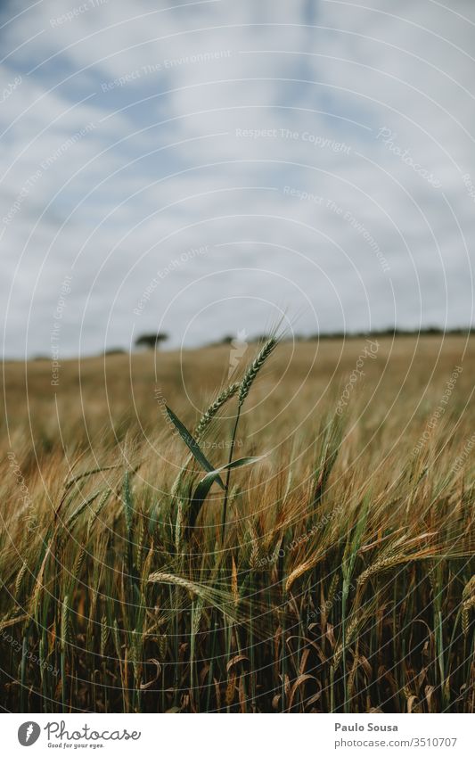 Ear of wheat isolated on field Wheat Field Grain Nature Summer Harvest Grain field Landscape Colour photo Agricultural crop Exterior shot Agriculture Plant