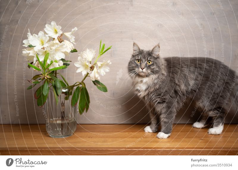Maine Coon cat next to a white flower in vase Cat pets purebred cat Longhaired cat White blue blotched feline Fluffy Pelt indoors Rhododendrom Vase flowers