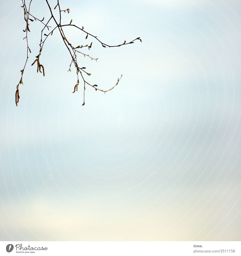 overhead Branch Sky hazy steamy hang Minimalistic Copy Space Clouds spring Delicate Above