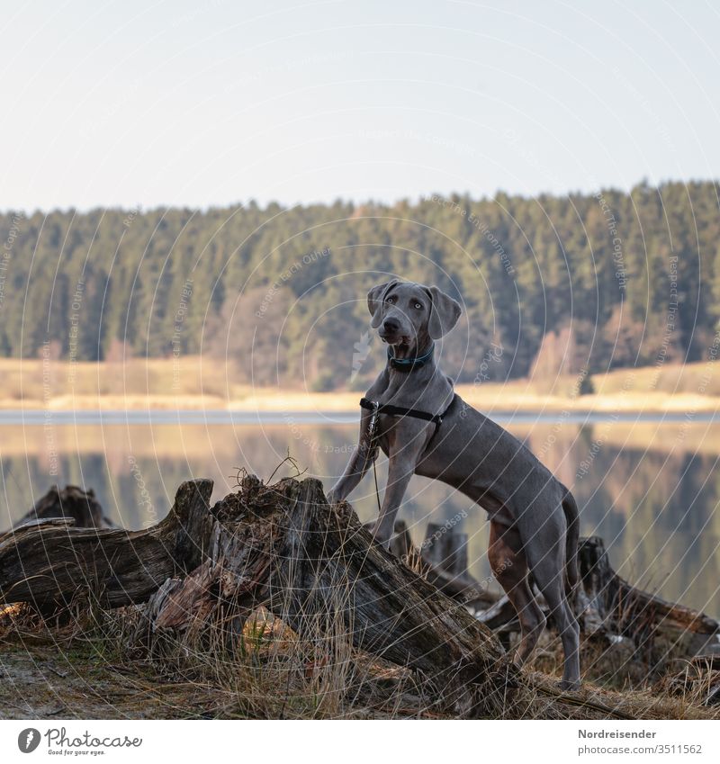 Weimaraner puppy on a root at the lake Puppy Dog Pet Animal young dog Water pretty Hound portrait Purebred Hunting Forest Grass youthful joyfully Mammal Romp