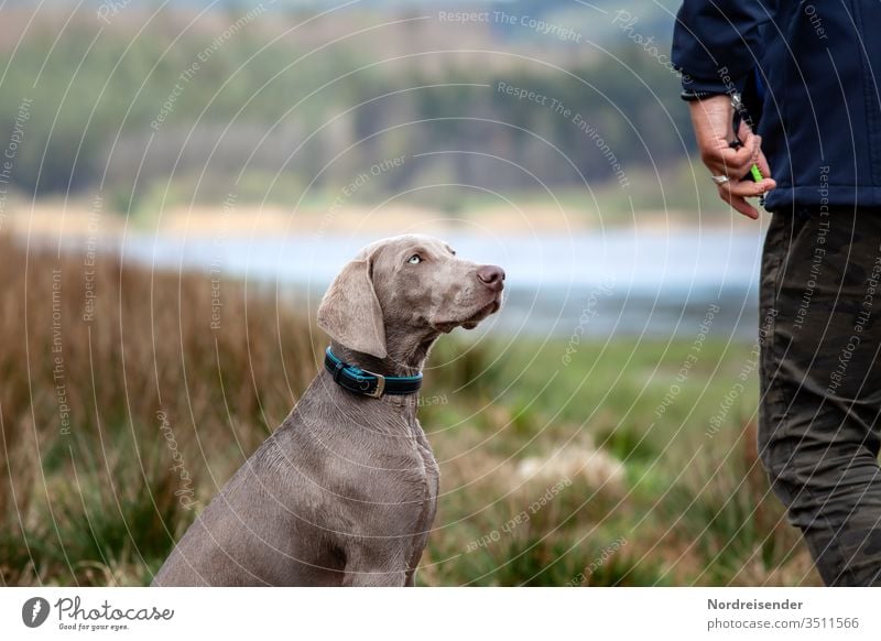 Weimaraner puppy during training Puppy Dog Human being person Pet Animal pretty Hound portrait fun Grass To go for a walk Lake Water Purebred Hunting Language