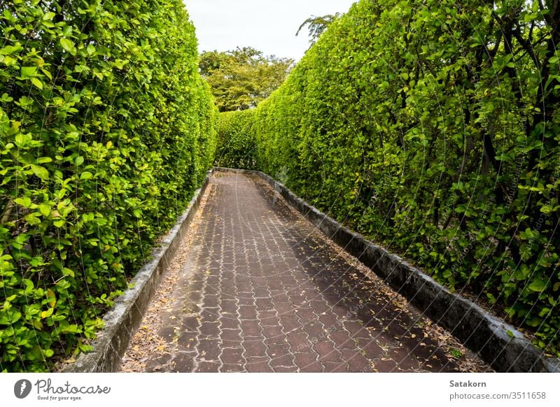 Brick walkway among tall tree walls natural garden nature park brick landscape pathway outdoor gardening plant background fresh green foliage road leaves wall