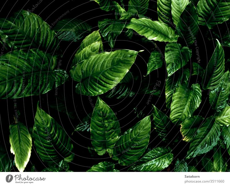 Freshness tropical leaves surface in dark tone as rife forest background green leaf nature pattern plant floral freshness fertile bountiful plantation delicate