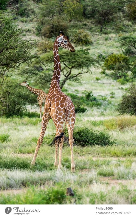 Giraffe crossing the trail in Samburu Park Africa Kenya african animal background beautiful brown close-up cute face giraffe green head herbivore isolated long