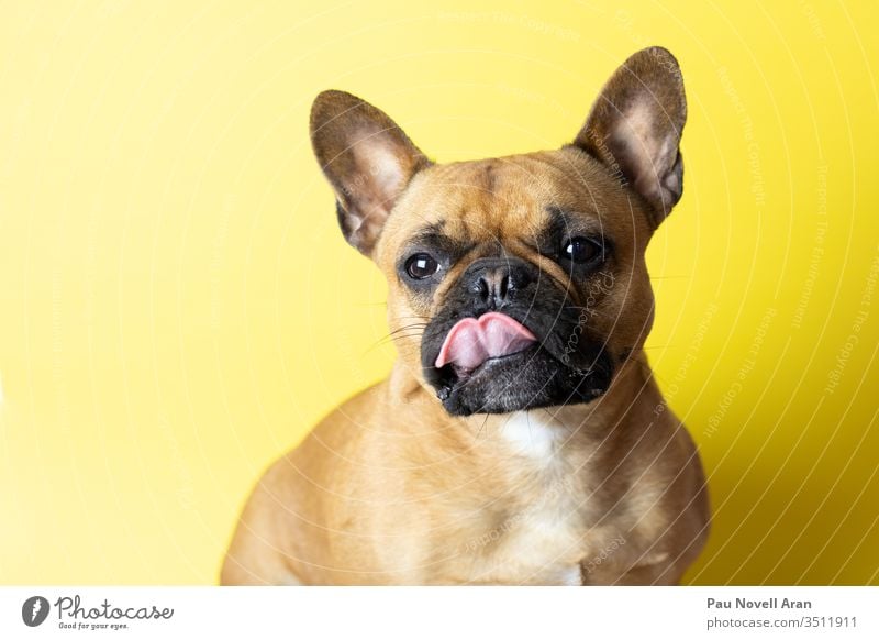 Cute French Bulldog on yellow background with tongue out bulldog french isolated brown funny portrait puppy beauty canine cute domestic studio friend friendship