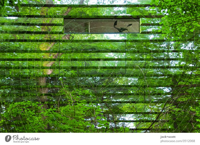 Hidden house in the forest Modern Reflection Structures and shapes Detail Architecture Window Green Abstract Style Illusion Bushes Mirror facade Irritation