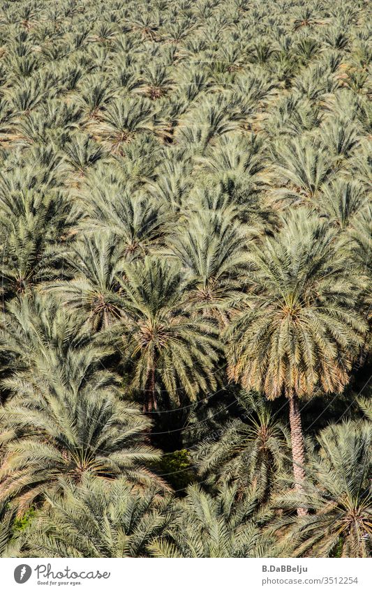 infinite palms Oman travel Date palm Vacation & Travel Exterior shot Day Deserted Nature green plants Oasis Palm tree Exotic Colour photo Palm frond Wanderlust