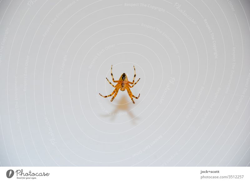 Spinning on a silk thread Spider Isolated Image Minimalistic animal world Insect by a thread Neutral Background Authentic Hang Articulate animals eight legs