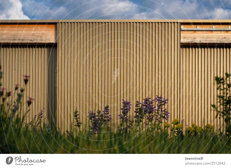 Golden wall a strip of flowers Wall (building) Architecture built Facade Day Blue Exterior shot Deserted linear Sunlight illuminated Clouds Sky grasses Stripe