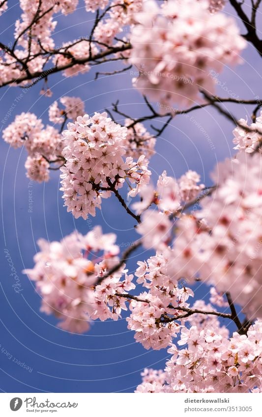 Cherry blossoms in spring Pink bleed Cherry tree Branch Blossoming Nature Twig Blue Sky Colour photo Exterior shot already Plant Park Beautiful weather Deserted