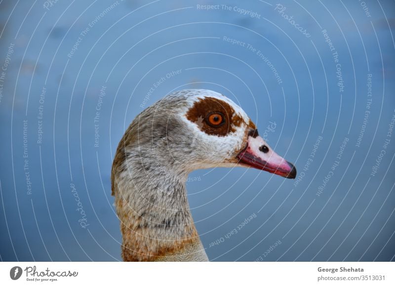 The Egyptian Goose (Alopochen aegyptiacus) is a member of the duck, goose, and swan family Anatidae africa african alopochen aegyptiaca anatidae animal