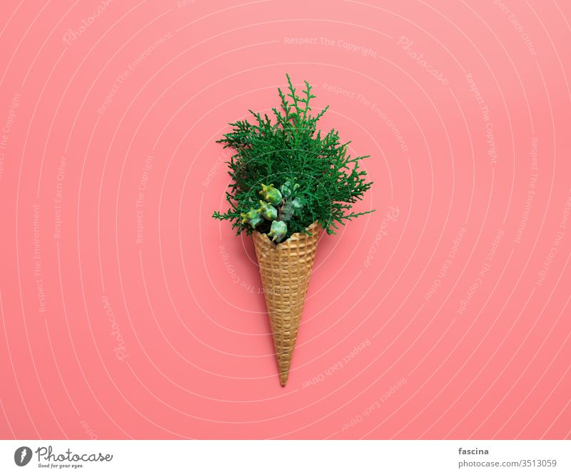 Bouquet of cypress branches in ice cream cone christmas winter xmas concept december tree hipster creative background minimal food summer year new abstract art