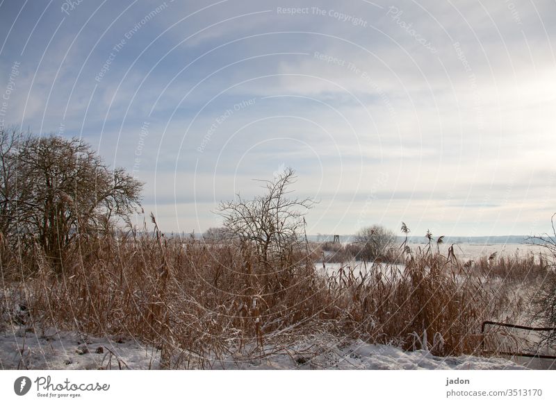 advent greeting. pond Winter Water Pond Frost Snow Ice Exterior shot Deserted Frozen Subdued colour Copy Space top Cold Environment White Blue Weather Nature