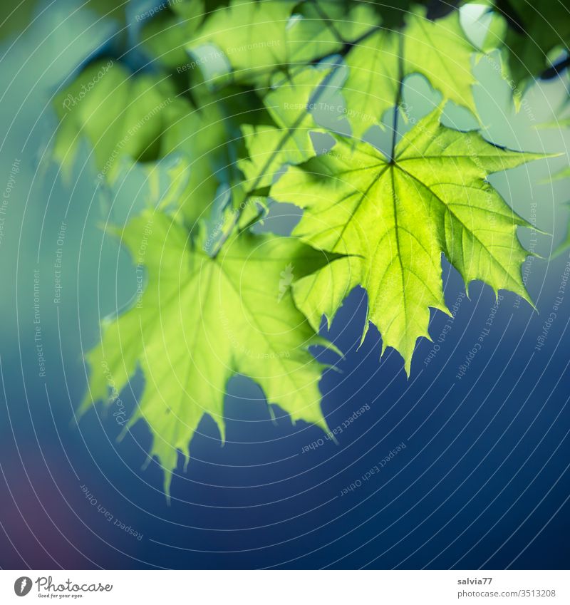 light green maple leaves against a dark blue background Nature spring Bright green Maple leaf Plant Isolated Image Neutral Background Copy Space bottom