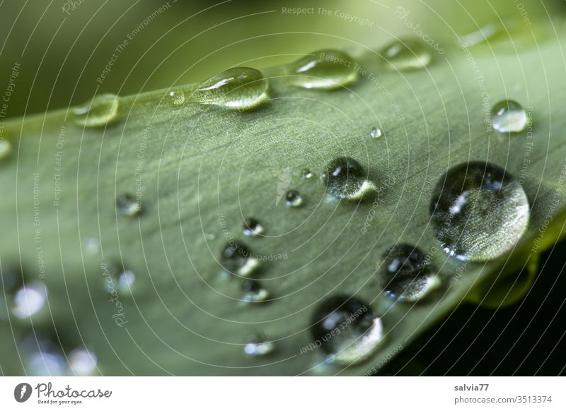 Raindrops on a leaf Nature Drop raindrops Round Water flaked green Wet Garden Fresh Macro (Extreme close-up) Plant spring Glittering Shallow depth of field Dew
