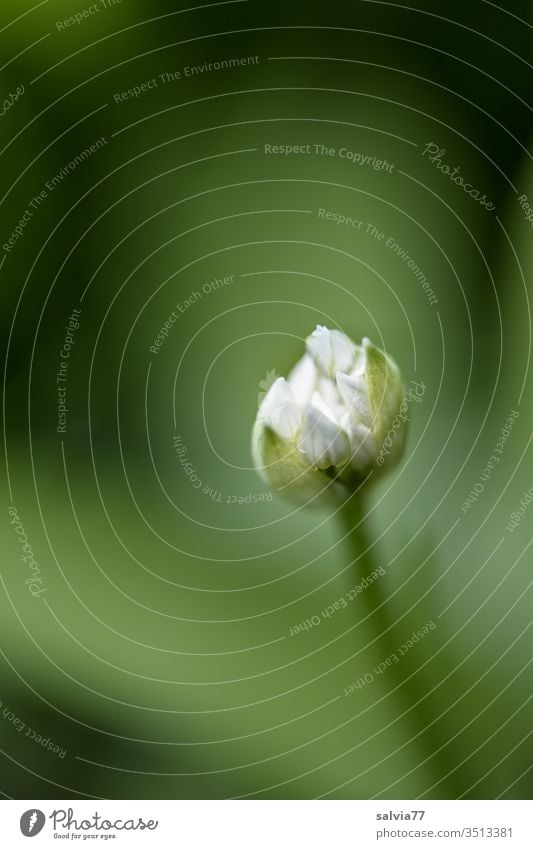 flower bud wild garlic blossom Plant green Macro (Extreme close-up) Shallow depth of field Deserted Colour photo bleed White Close-up spring Growth