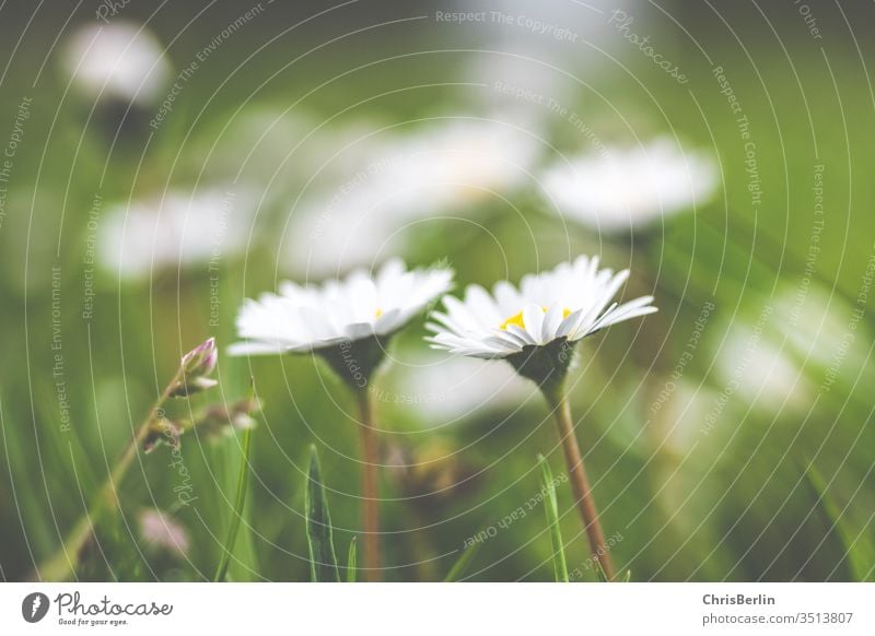 white daisies in the meadow Daisy White Meadow spring green Nature flowers Grass bleed Close-up Meadow flower Exterior shot Colour photo Blossoming
