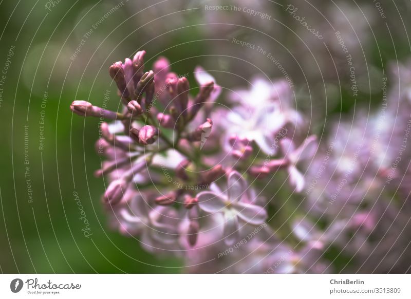 lilac lilac blossom bleed flowers Plant May purple Nature shrub spring Close-up Colour photo Garden Exterior shot Blossoming Violet Shallow depth of field Blur