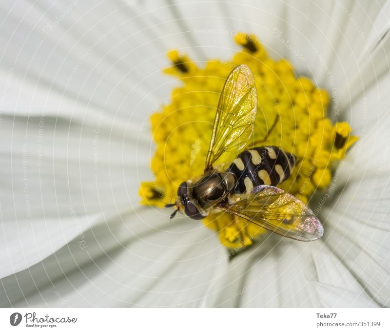 suspended deception Environment Nature Plant Animal Flower Garden Wild animal Fly 1 Esthetic hoverfly Colour photo Exterior shot Detail Macro (Extreme close-up)