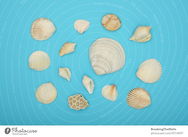 Assorted sea shells over blue background Seashells mix assorted group paper closeup flat lay layout color colorful directly above top view high angle elevated