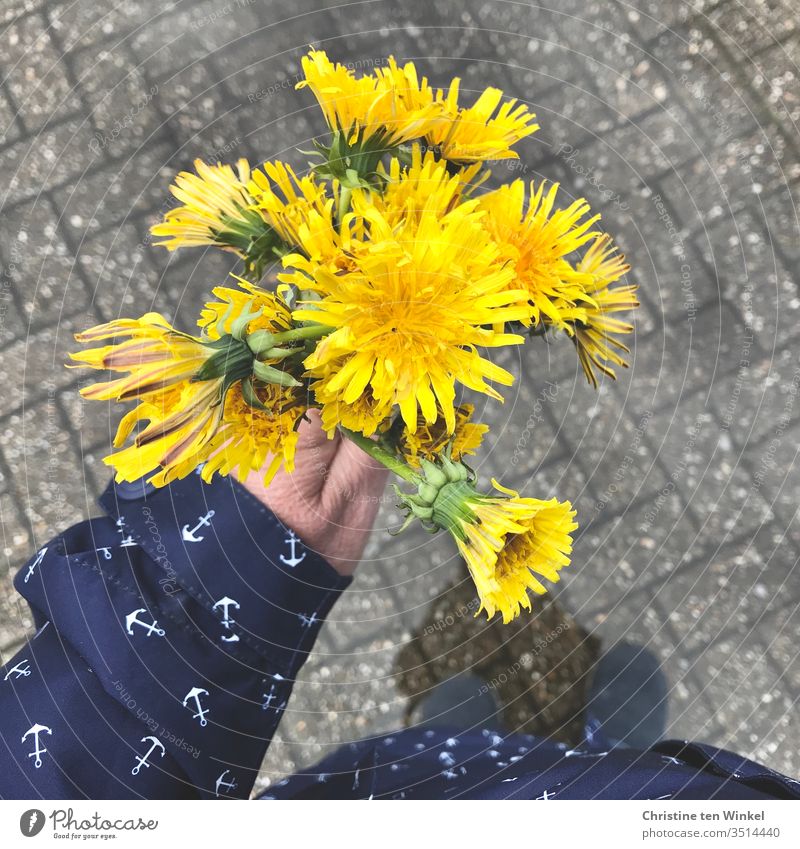 Flowering wet dandelion held by a woman's hand. View from above on raincoat, shoes and puddle lowen tooth Dandelion flowers Weed Spring flower Wet stop Indicate
