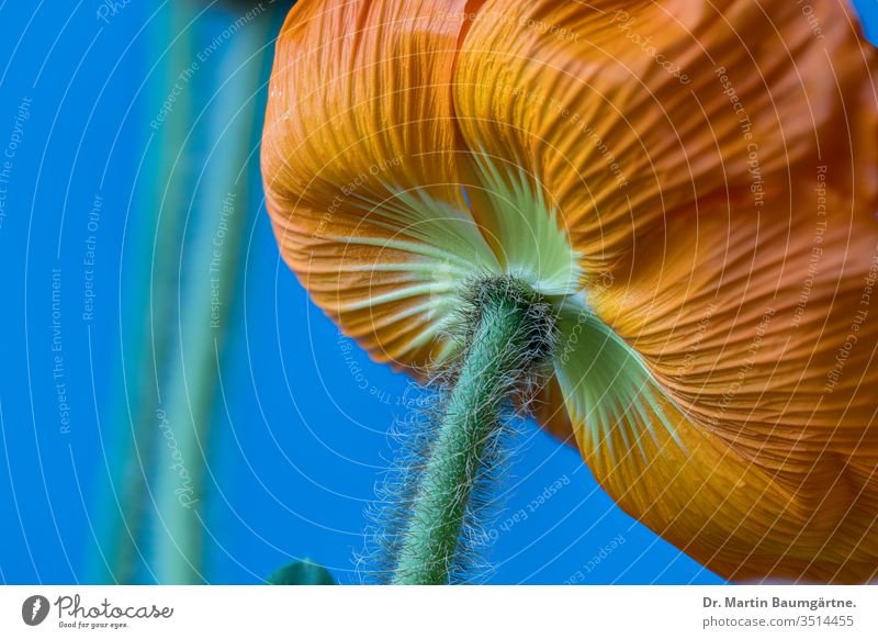 Iceland poppy from below Orange cultivar flower Papaver nudicaule stem hair hairy closeup blur blurred from behind
