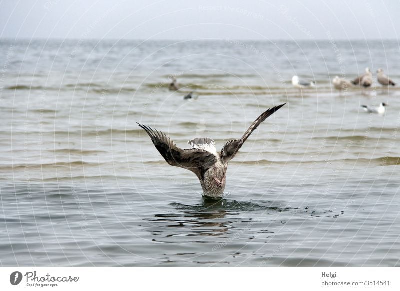 submerged - gull dives headfirst vertically into the water in search of food Seagull birds Baltic Sea Water Ocean Coast Sky Beach Grand piano Vacation & Travel