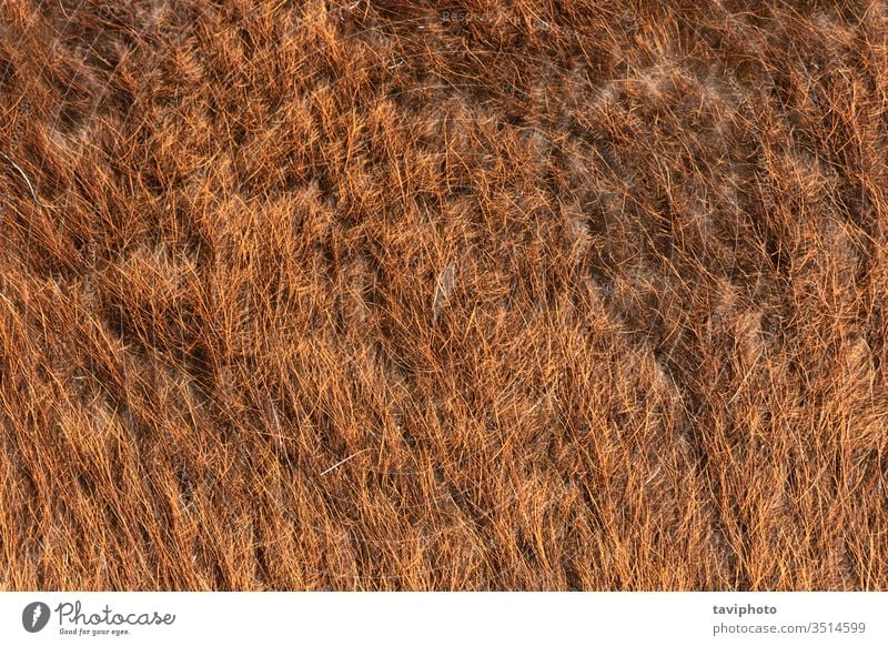 llama fur detailed texture material mammal sheep beige textured closeup surface background animal wool skin soft furry woolly fluffy camel pelt livestock orange