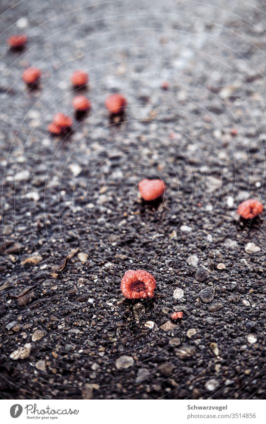 Raspberry on asphalt Asphalt Ground Street Floor covering dropped Waste