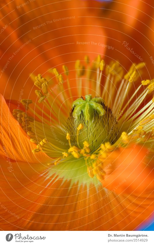 Orange-colored flower of Iceland poppy cultivar Papaver nudicaule stamina stamen pollen stigma closeup blur blurred