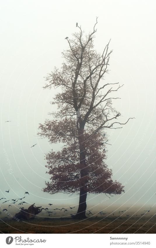 Mystic Tree tree Fog birds November Gloomy Dawn Majestic Painting and drawing (object) birdwatching Nature Love of nature