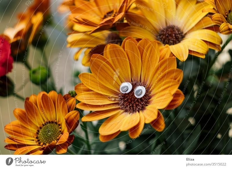 Flower with funny looking wagging eyes, looks like a face Face Orange Funny wobbly eyes Blossom Nature vivacious wittily Deserted Looking Plant Eyes peep