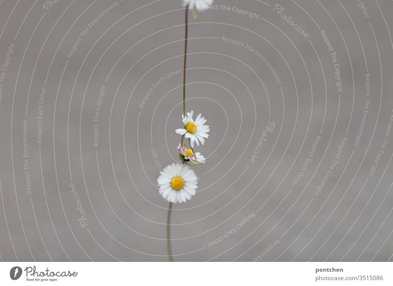 Necklace of daisies against a grey background Daisy Chain Row flowers Jewellery already Close-up Decoration White Exterior shot green Yellow Summer spring
