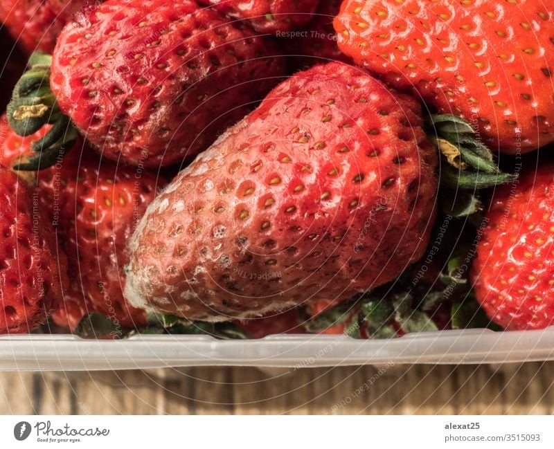 Rotten strawberries in plastic container bacterium bad berry biological closeup decay food fruit fungal fungi fungus garbage macro mildew mold moldy mouldy