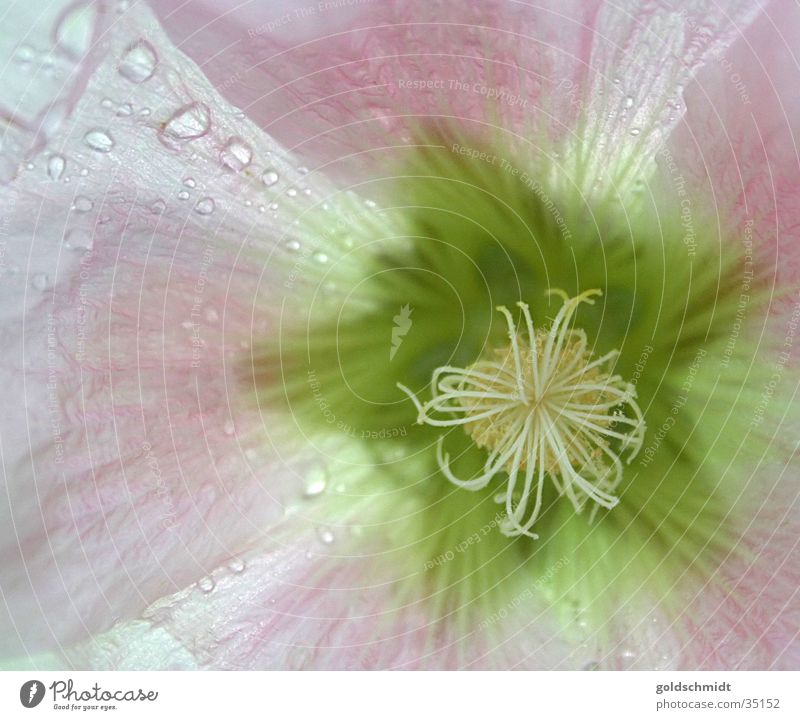 Flower (with drops of water) Blossom Pink Green Drops of water Structures and shapes Macro (Extreme close-up) Water