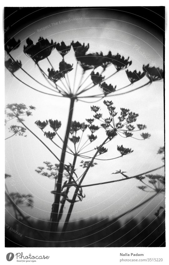 Plant in B/W Black/ White flowers Nature analog photography Analog Do-it-yourself camera Deserted hogweed Exterior shot