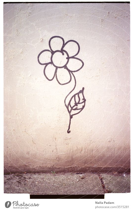 Image of nature in the form of a flower on a wall flowers Wall (building) bleed flaked Wall (barrier) Graffiti Black Gray Deserted Text free space li