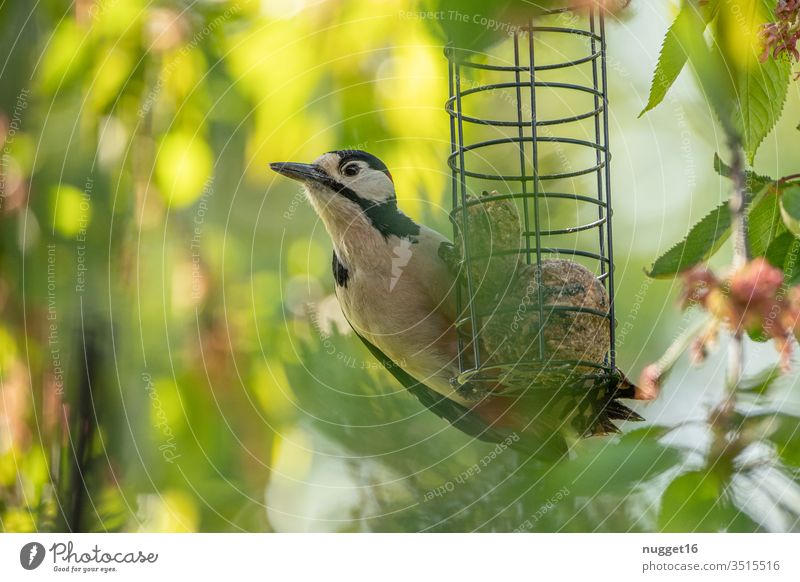 Pivert on a tit dumpling Spotted woodpecker Woodpecker birds Animal Colour photo Nature Exterior shot Deserted Wild animal tree Animal portrait Forest Looking