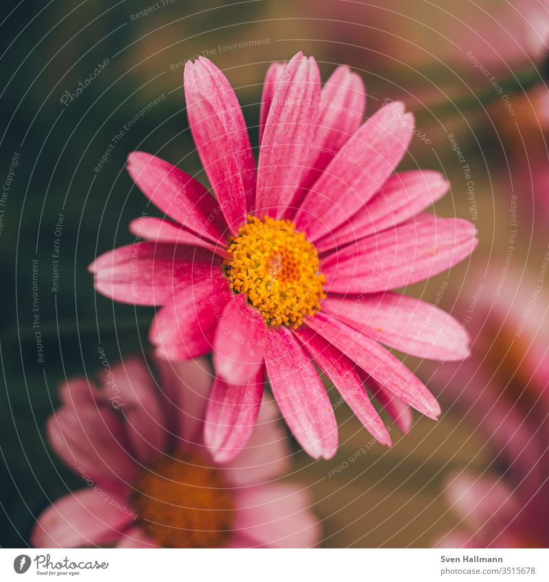 Macro shot of a pink daisy Daisy flowers Summer Plant Nature green spring bleed Meadow Yellow Close-up Grass Pink Garden Recklessness Colour photo Human being