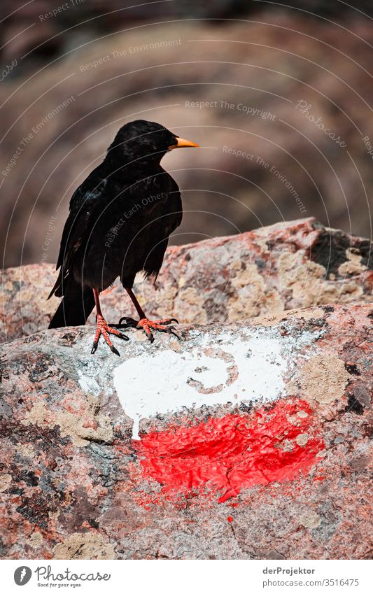 Alpine chough on Corsica Forward Animal portrait Panorama (View) Central perspective Bird's-eye view Deep depth of field Sunlight Contrast Light Day