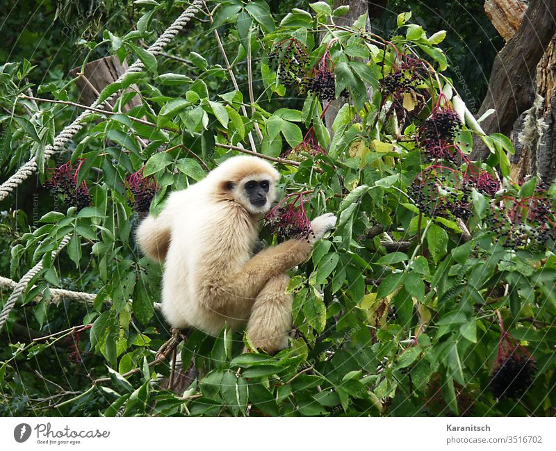 White Hand Gibbon / Hylobates lar - a Royalty Free Stock Photo