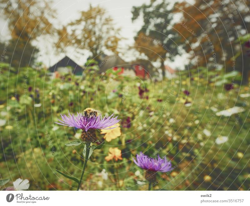 cornflowers Meadow Flower meadow Insect Sieve pollination Nature Autumn huts houses Village Dierhagen Baltic Sea bleed Plant Colour photo Exterior shot green