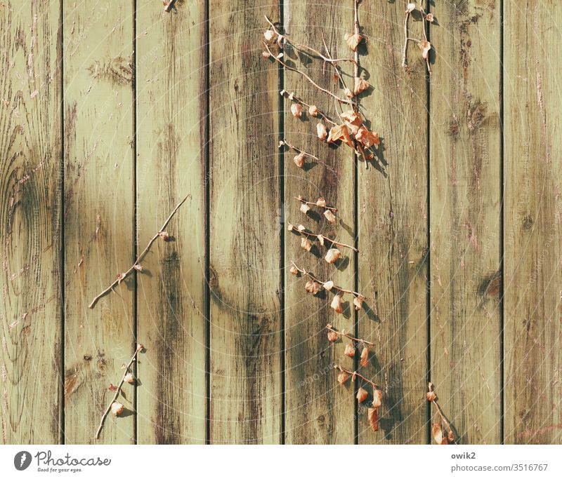Durable Goal boards wood Detail Plant Part of the plant remnants Tracks Brown Old Deserted Exterior shot Colour photo Close-up Structures and shapes Day