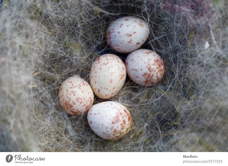 Bird's nest with clutches incubate brut eggs Bird's eggs Nest songbird bird's nest wren Eggshell eggshells nobody Speckled