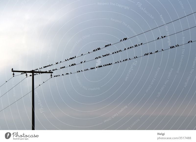 many starlings rest against the light on several power lines birds Stare Migratory bird bird migration Flock Animal Sky Flock of birds Nature Environment