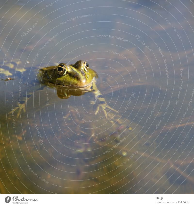 green frog swims in a pond and looks out of the water Frog Animal Amphibian Colour photo Exterior shot Deserted Nature 1 Animal portrait Water ponds Lake