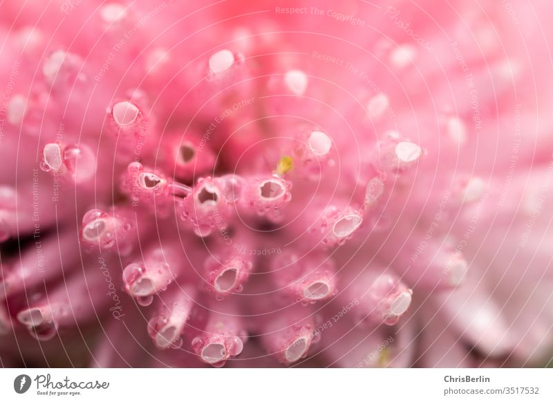 Macro photography of a pink daisy with water drops Bellis perennis Daisy Close-up Pink flowers Plant Nature spring bleed Macro (Extreme close-up) Colour photo