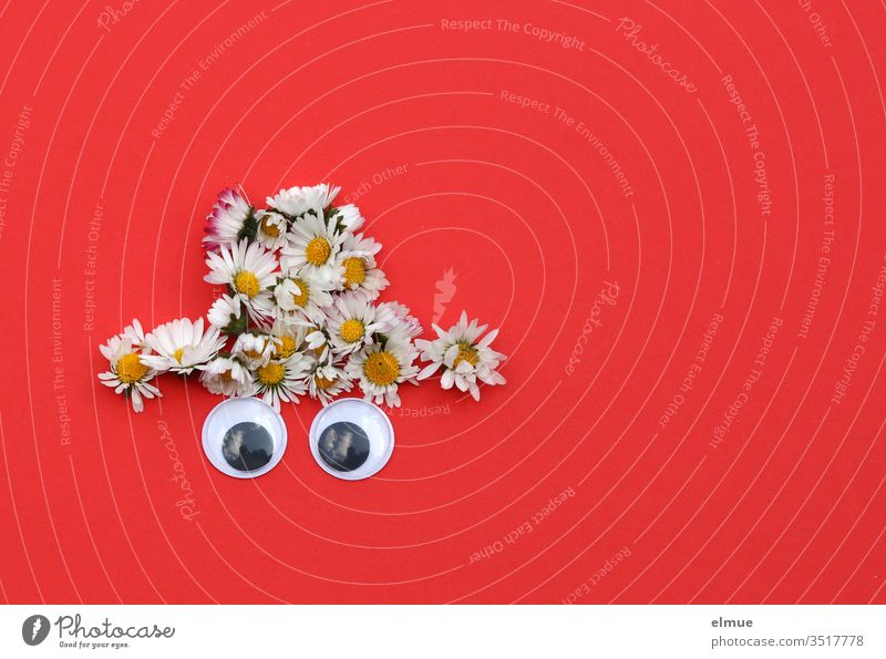 Daisy hat with two saucer eyes on red background Eyes Hat White Red Gimmick Made to measure Bellis decoration flowers Blossoming Blossom leave Close-up game