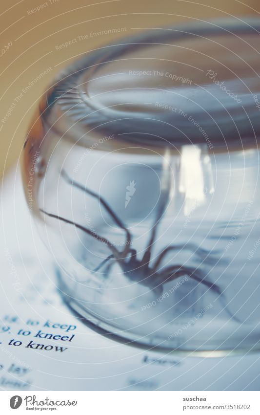 spider trapped in a glass Spider disgusting phobia Creepy arachnophobia arachnid Spider legs Fear Disgust Crawl Threat Captured