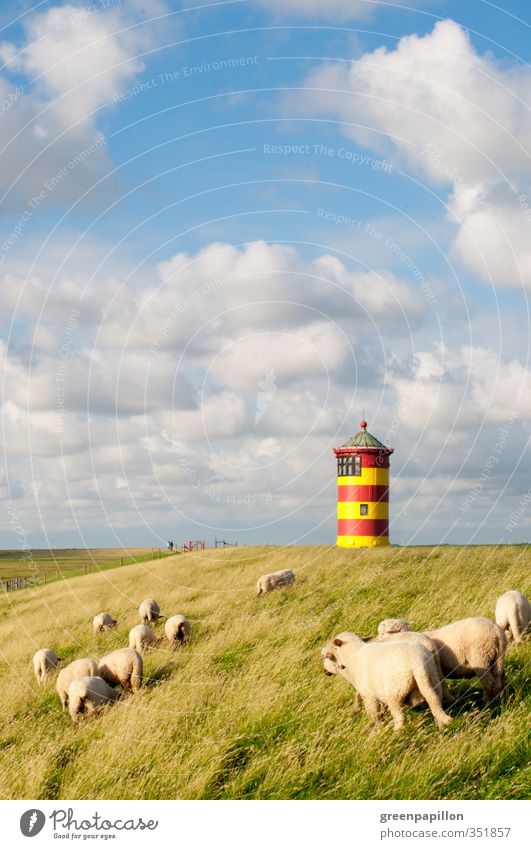 Sheep at the Ottoturm - Pilsum lighthouse Nature Landscape Clouds Coast Lakeside Beach North Sea Baltic Sea Ocean Lighthouse Farm animal Herd Relaxation Freedom